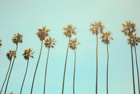 Tall palm trees against a calm evening sky