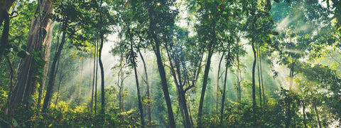 Sunlit green forest