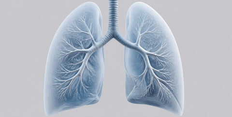Medical illustration of human lungs and airways